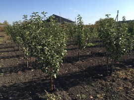 Антоновка Антоновка