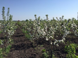 Сады 4 Сады 4