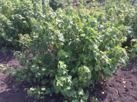 Сады 12 Сады 12