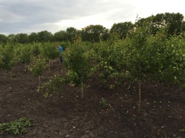 Сады 7 Сады 7