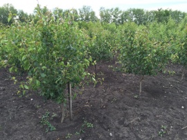 Сады 9 Сады 9