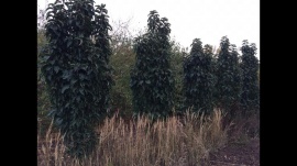 Сады 10 Сады 10