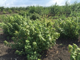 Сады 13 Сады 13