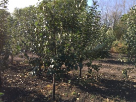 Яблони Яблони