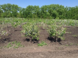 Сады 6 Сады 6