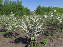 Сады 5 Сады 5