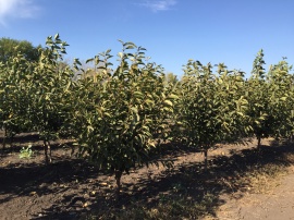 Вишни Вишни