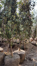 Дерево Дерево