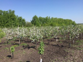 Сады 3 Сады 3