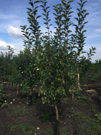 Сады 11 Сады 11