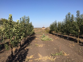 Яблони Яблони